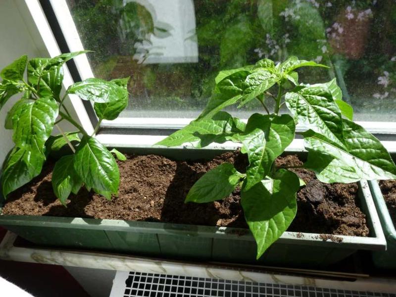 Datei:Lightningtalk Chilis.pdf