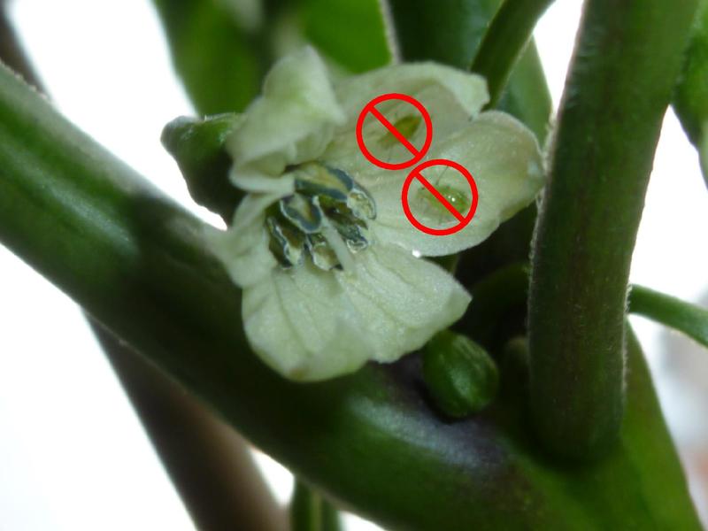 Datei:Lightningtalk Chilis.pdf