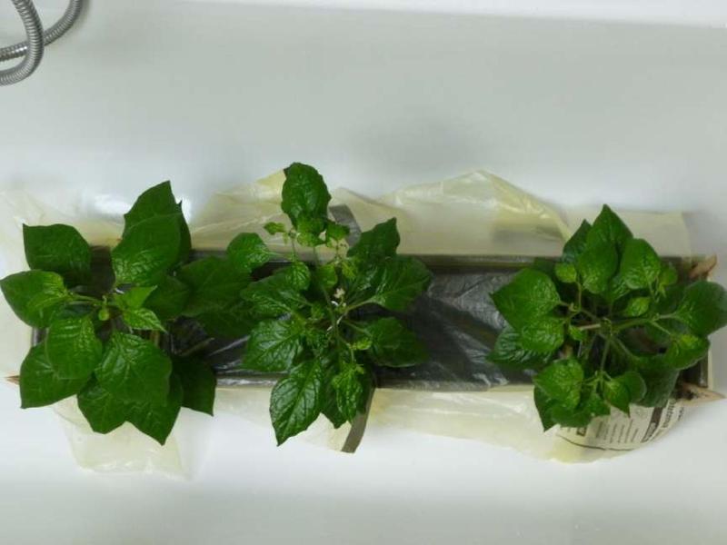 Datei:Lightningtalk Chilis.pdf