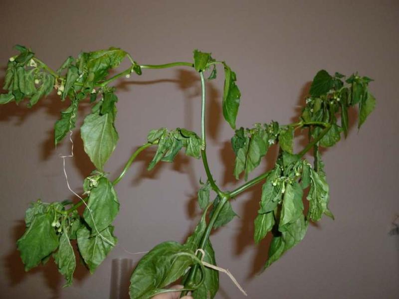 Datei:Lightningtalk Chilis.pdf