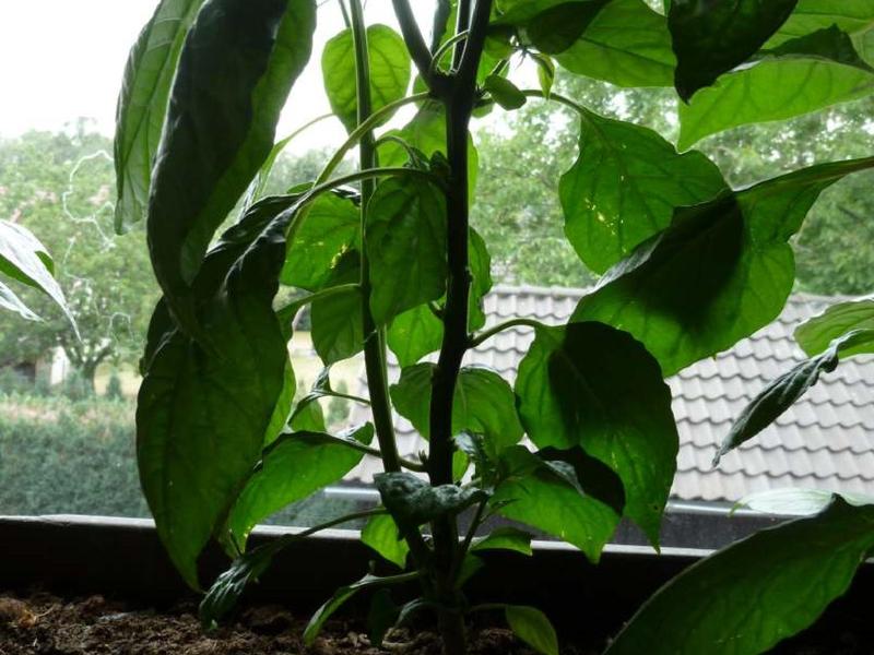 Datei:Lightningtalk Chilis.pdf