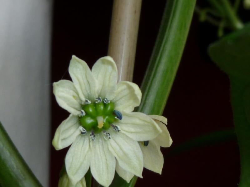 Datei:Lightningtalk Chilis.pdf