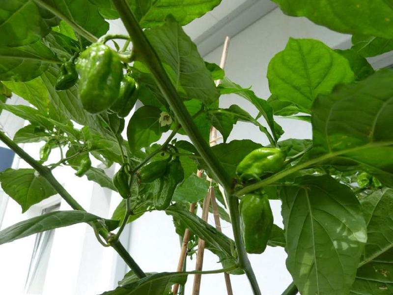 Datei:Lightningtalk Chilis.pdf