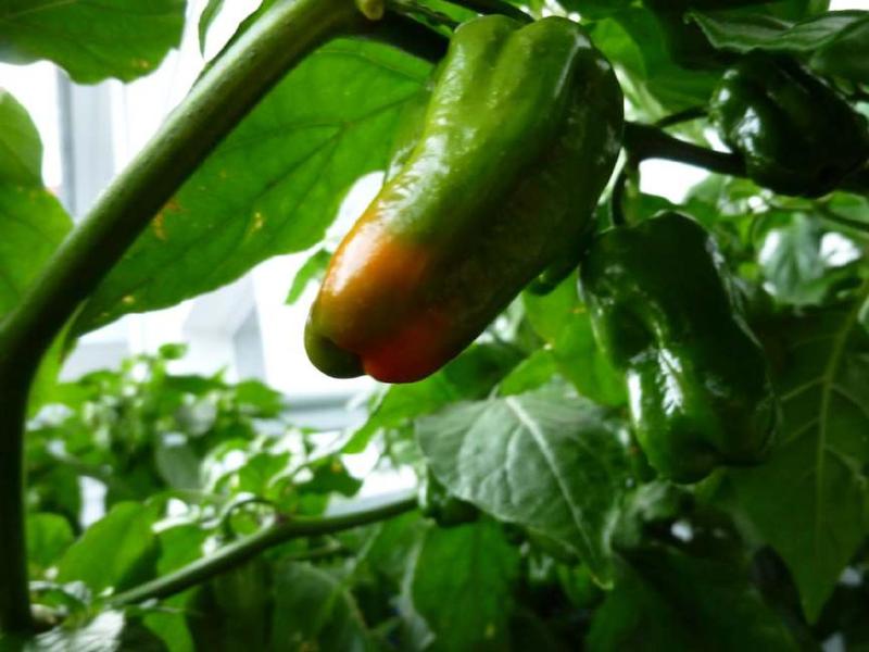 Datei:Lightningtalk Chilis.pdf