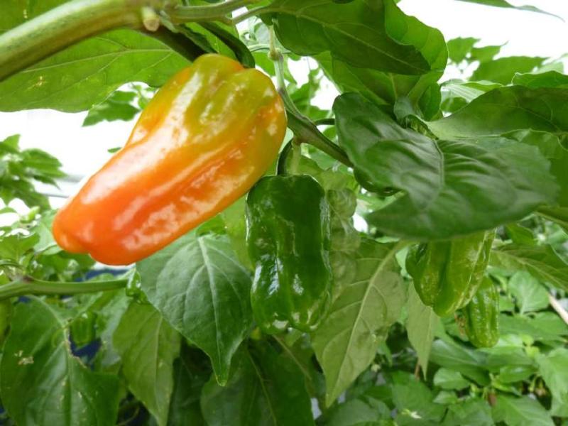 Datei:Lightningtalk Chilis.pdf