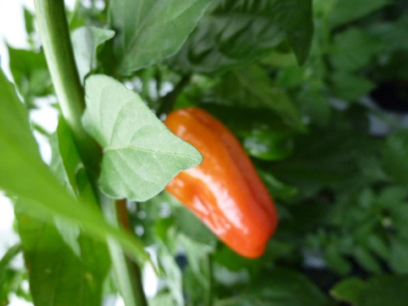 Datei:Lightningtalk Chilis.pdf