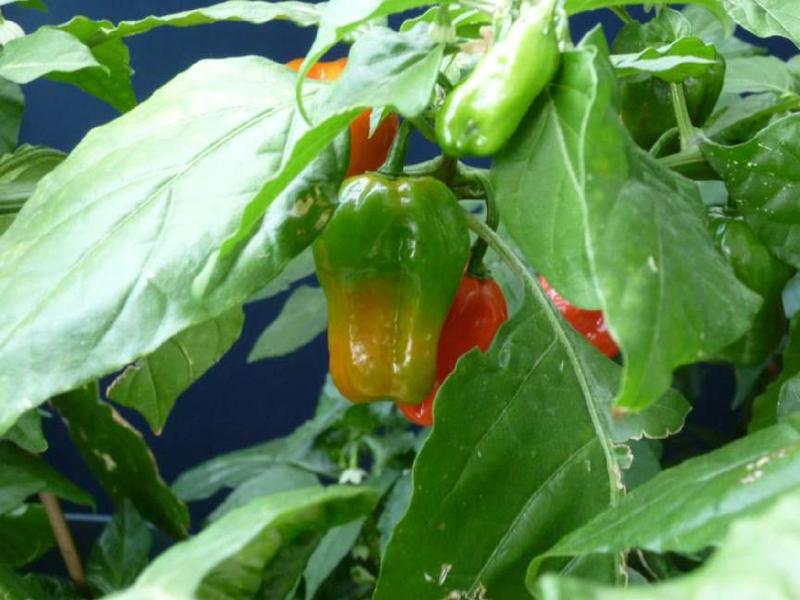 Datei:Lightningtalk Chilis.pdf