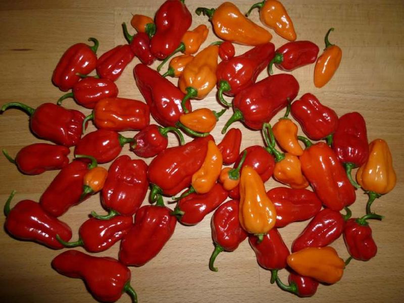 Datei:Lightningtalk Chilis.pdf