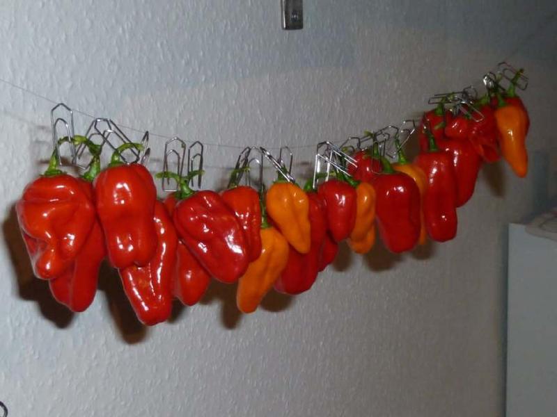 Datei:Lightningtalk Chilis.pdf