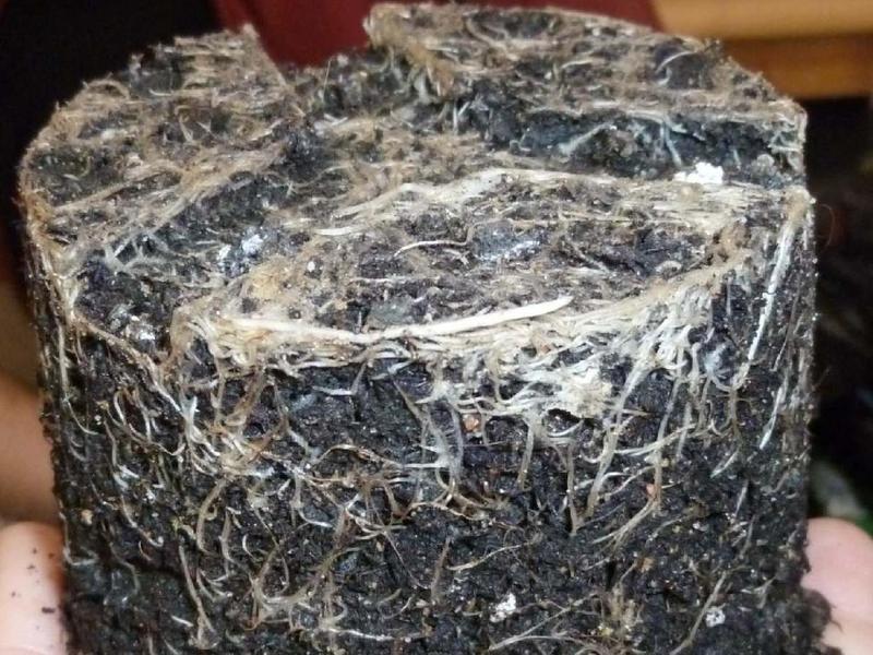 Datei:Lightningtalk Chilis.pdf