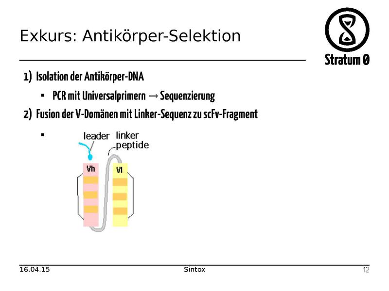 Datei:Antikoerper Talk Sintox.pdf