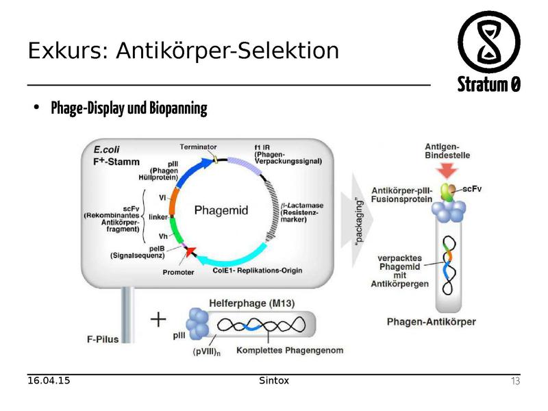 Datei:Antikoerper Talk Sintox.pdf