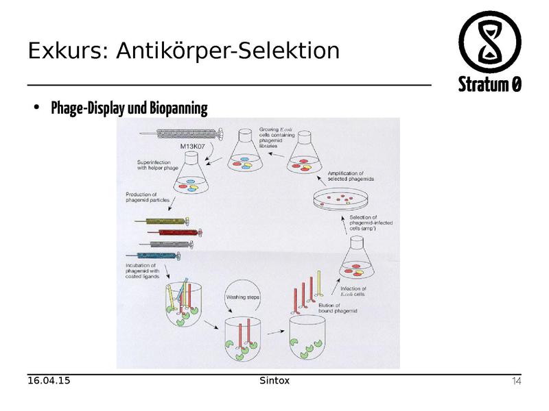 Datei:Antikoerper Talk Sintox.pdf